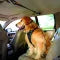 Pet Safety Belt – Dual-Purpose Car Lanyard