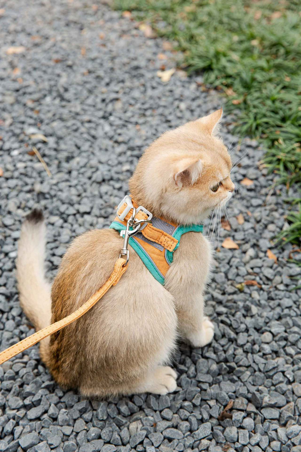 Reflective Cat & Dog Chest Harness with Leash – Vest Style Safety Harness