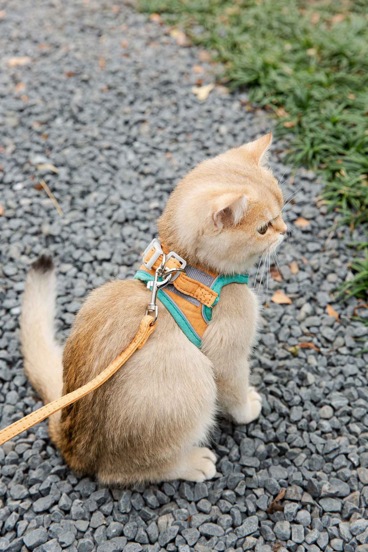 Reflective Cat & Dog Chest Harness with Leash – Vest Style Safety Harness