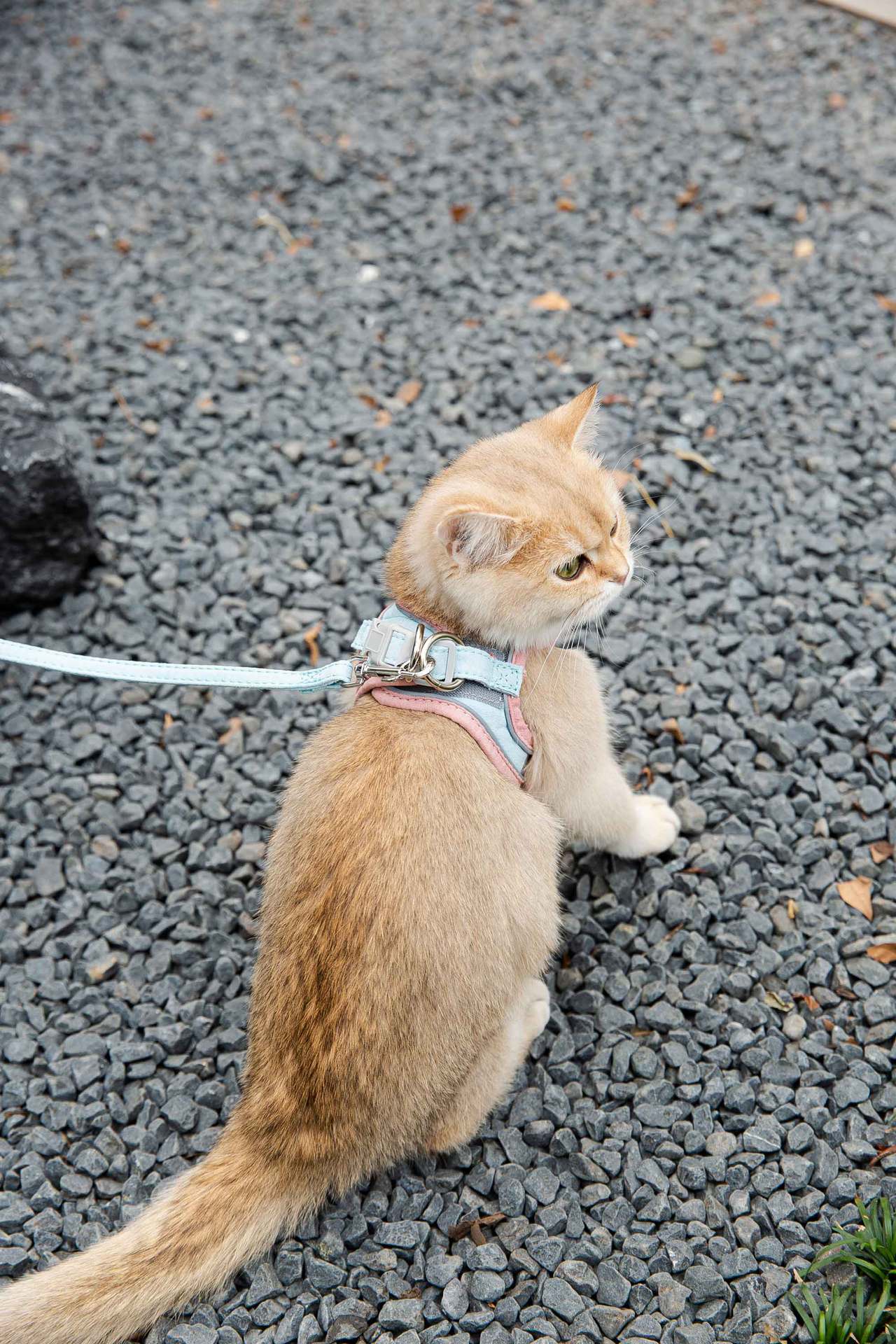 Reflective Cat & Dog Chest Harness with Leash – Vest Style Safety Harness