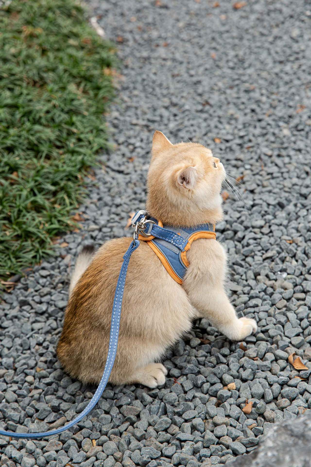 Reflective Cat & Dog Chest Harness with Leash – Vest Style Safety Harness