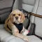 Pet Safety Belt – Dual-Purpose Car Lanyard